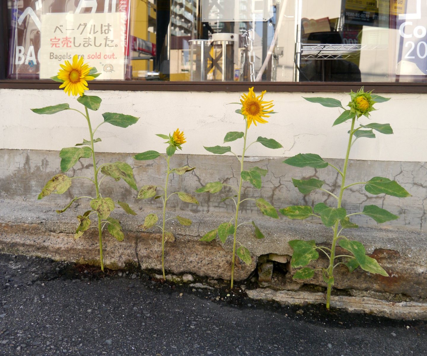 Concrete Flower アスファルトに咲く花 コバルト 神戸三宮の自家焙煎コーヒー豆屋