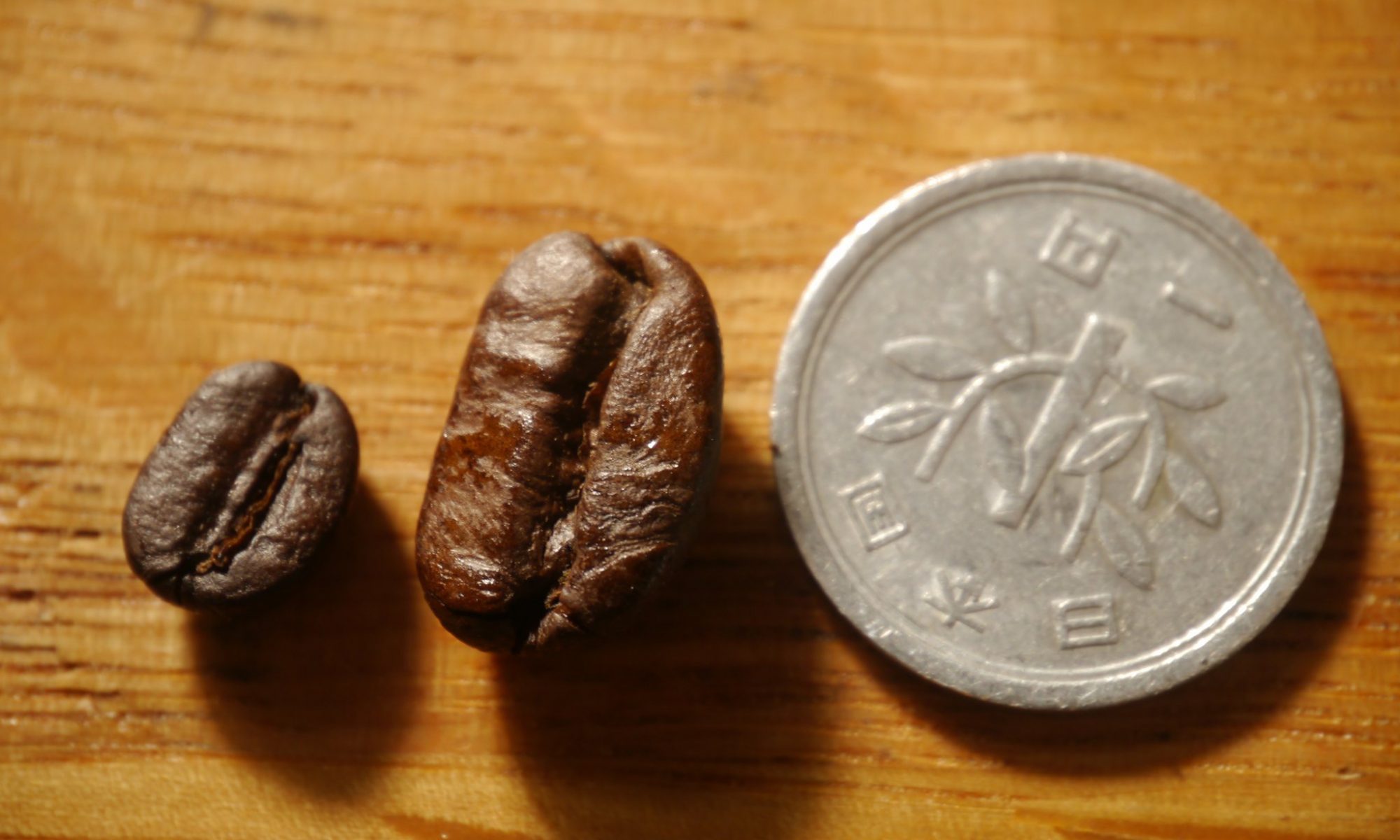 パカマラ種の巨大なコーヒー豆