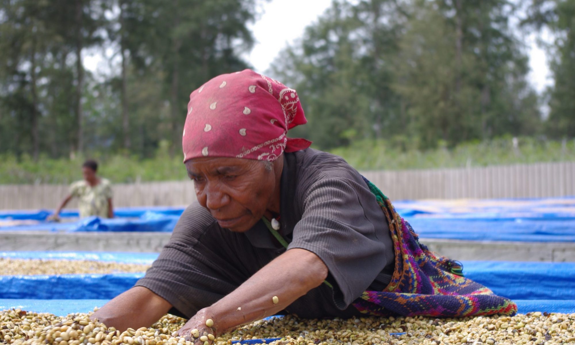 パプアニューギニア コーヒー豆 乾燥工程