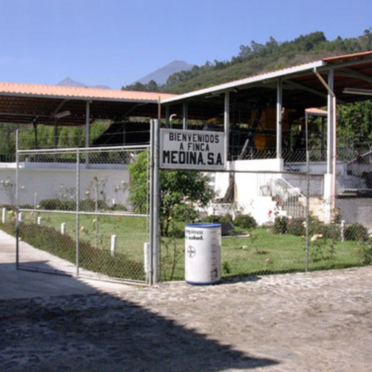 グアテマラ アルト・デ・メディナ農園