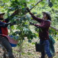 ラオスでのコーヒー収穫