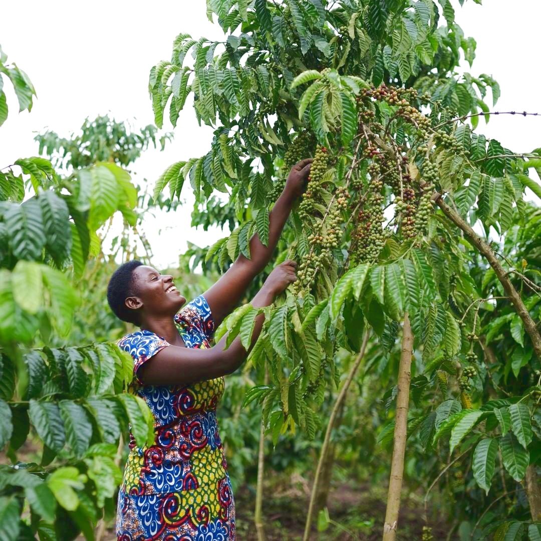 Rwanda GMAC Coffee Picker